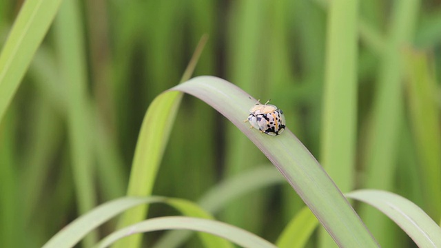 甲虫视频素材