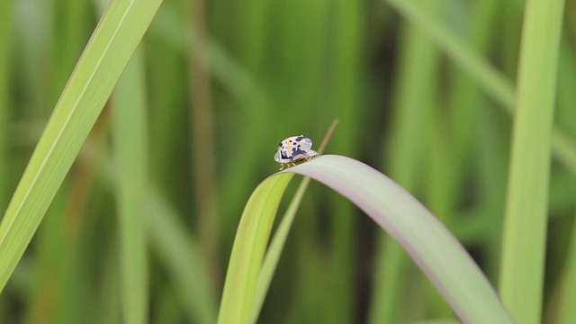 甲虫视频素材