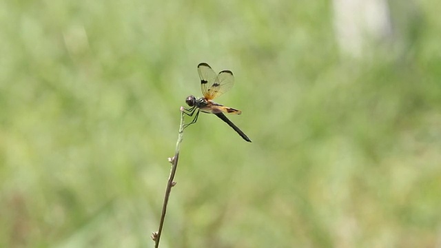 蜻蜓视频素材