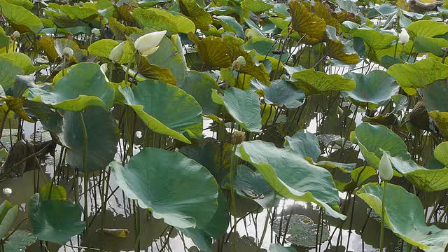 莲花湖视频素材