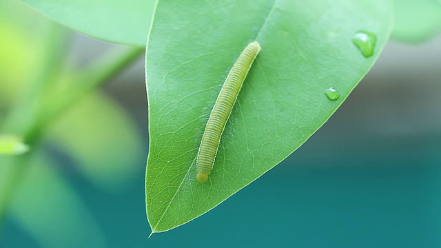 毛毛虫视频素材