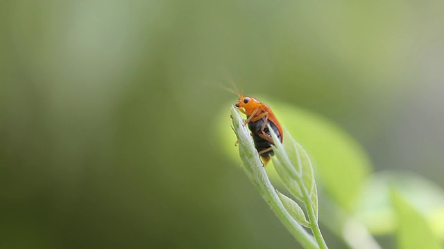 甲虫视频素材