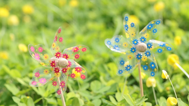 紫花植物野外特写视频素材