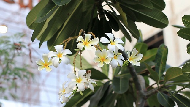 鸡蛋花视频素材