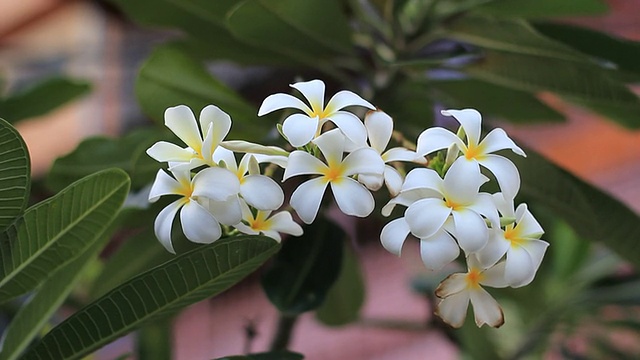 鸡蛋花视频素材