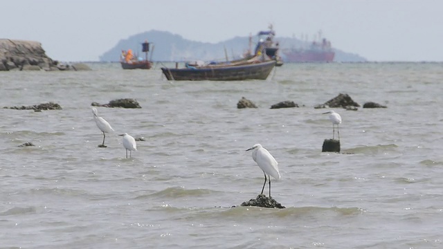 海面上的白鹭视频素材