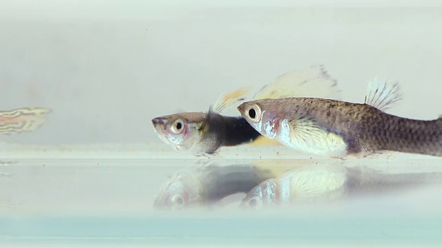 水族馆里的鱼视频素材