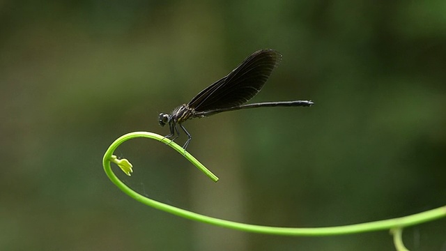 蜻蜓视频素材