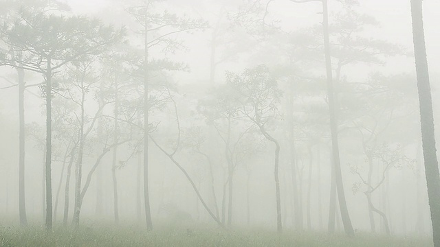 雾中的松树视频素材