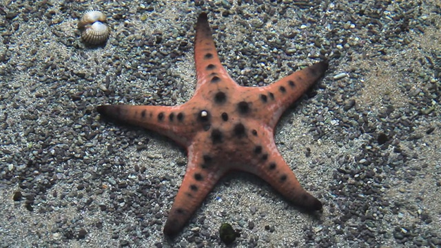 池塘里有海星。视频素材