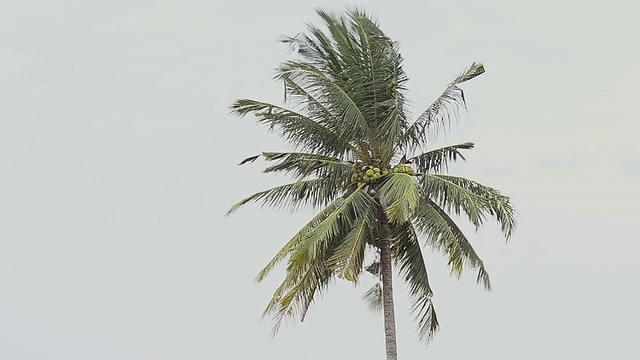 随风摇曳的棕榈树视频素材