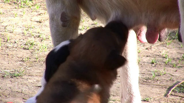 饥饿的小狗视频素材