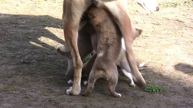 幼崽视频素材