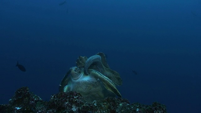 绿海龟视频素材