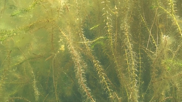 水下湖泊植被视频素材