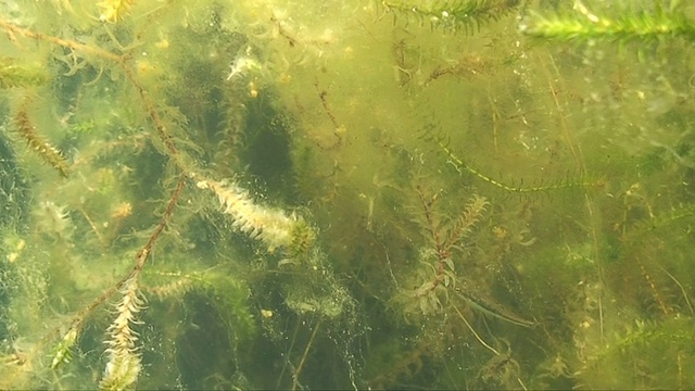 高寒湖泊的水下景观视频素材