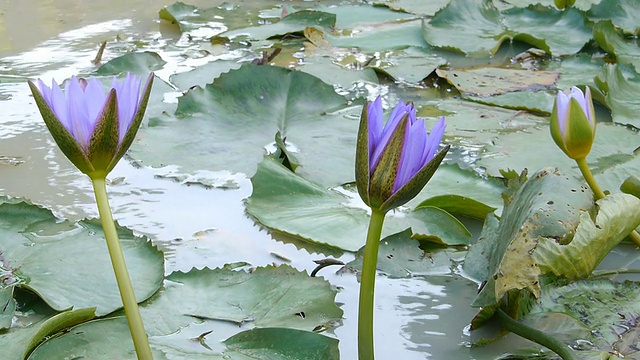 紫色的莲花视频素材