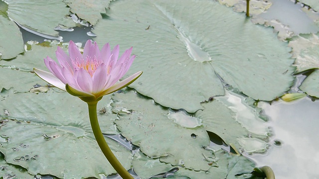 粉红色的莲花视频素材