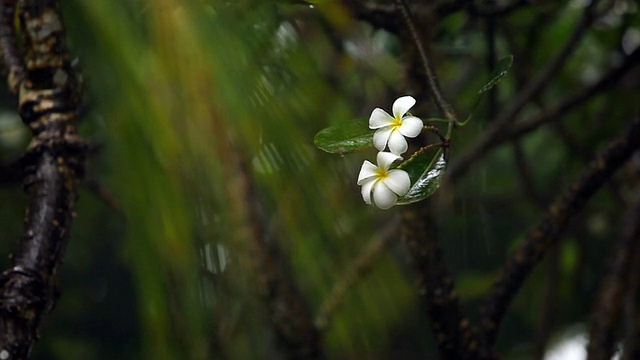 森林中的雨视频下载