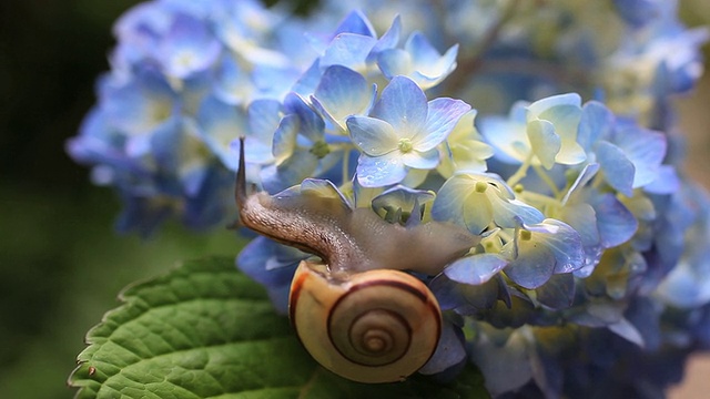 蜗牛视频素材