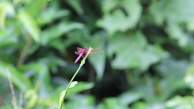 蜻蜓视频素材