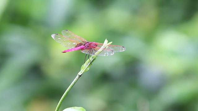 蜻蜓视频素材