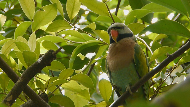 Red-breasted长尾小鹦鹉视频素材