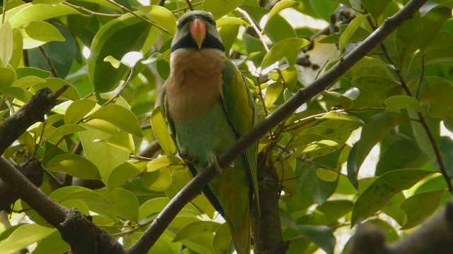 Red-breasted长尾小鹦鹉视频素材