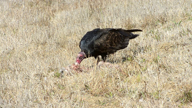 火鸡秃鹫 Cathartes 光环视频素材