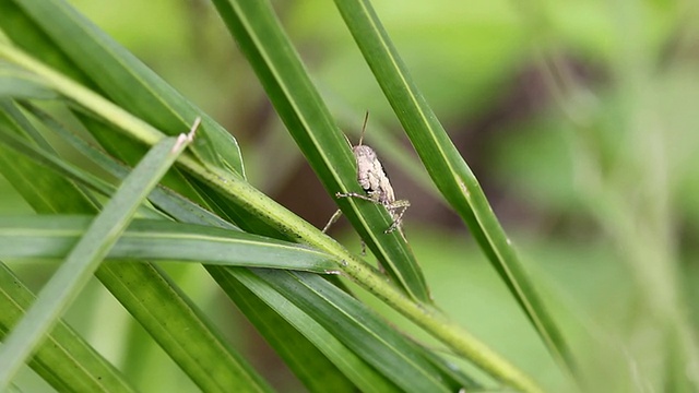 蚱蜢视频素材