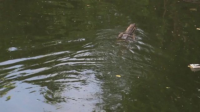 Varanus出来视频素材