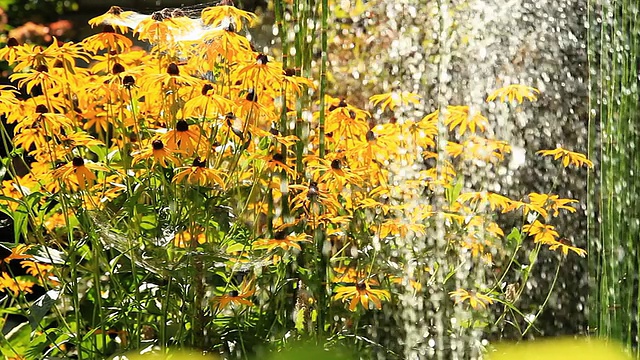 高清多莉:花园喷泉视频素材