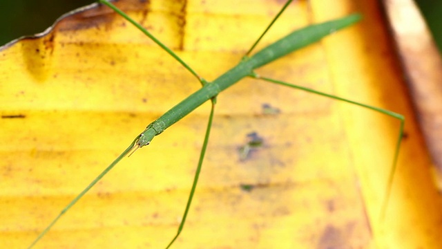 蚱蜢视频素材