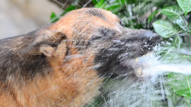 在水里玩耍的德国牧羊犬视频素材