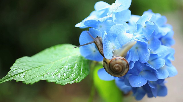 蜗牛视频素材