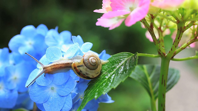 蜗牛视频素材