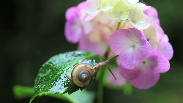 蜗牛视频素材