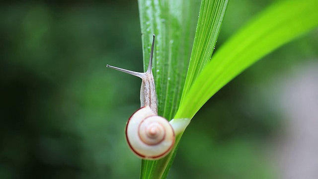 蜗牛视频素材