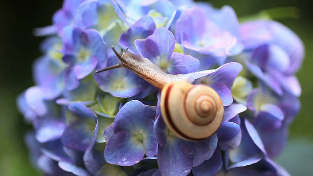 蜗牛视频素材