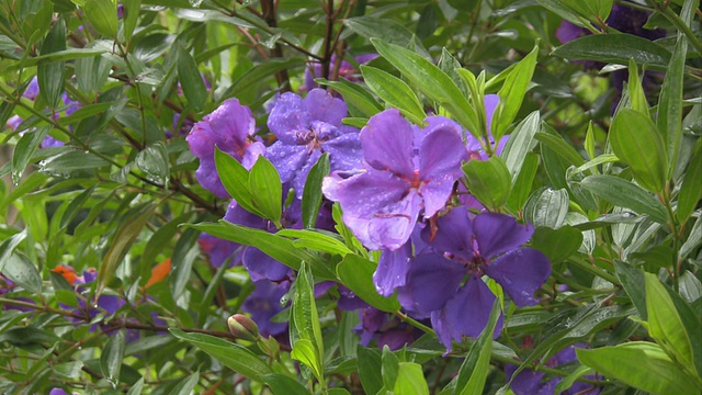 在Tibouchina lepidota 'Alstonville'花上下雨视频下载