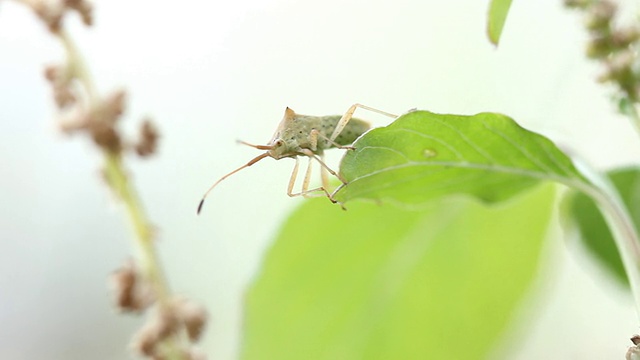 错误视频素材