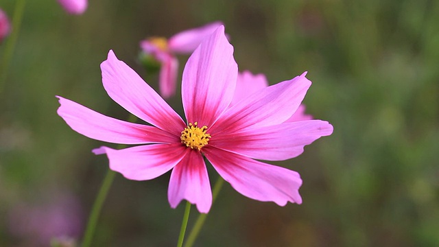 宇宙的花视频素材