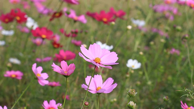 宇宙的花视频素材