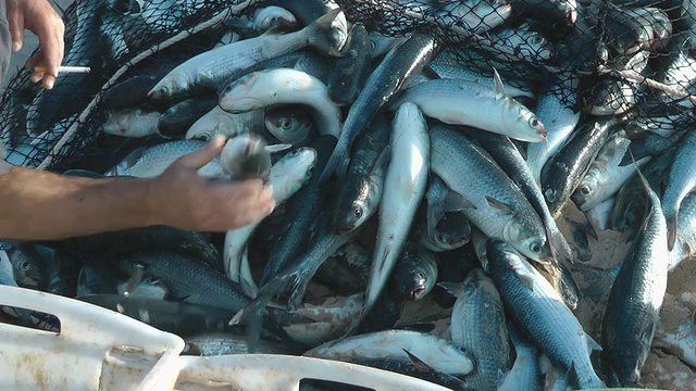 海鲻鱼视频素材