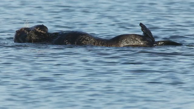 高清视频野生海獭在加州蒙特利湾梳理视频素材