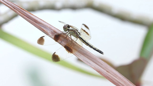 蜻蜓视频素材