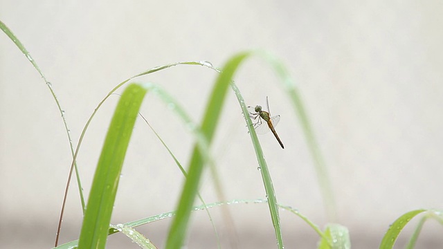 蜻蜓视频素材