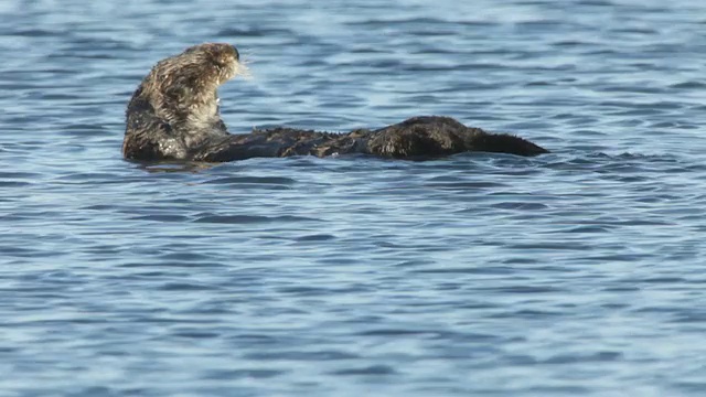 高清视频野生梳理海獭在蒙特利湾加利福尼亚视频素材