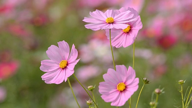 宇宙的花视频素材