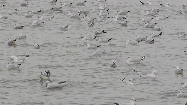 海面上的海鸥视频素材